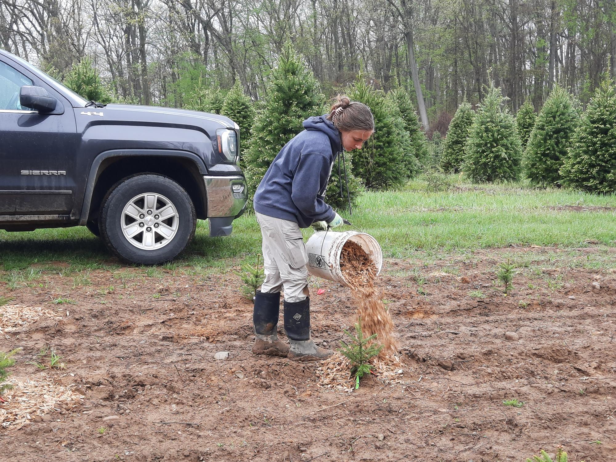 Wood chips around Christmas tree planting.